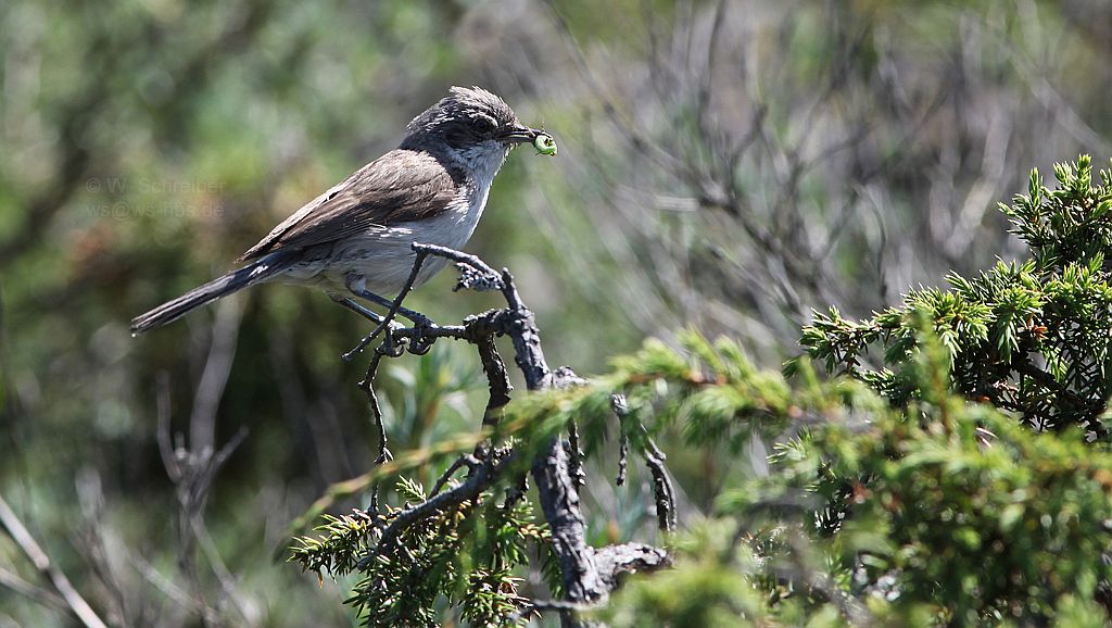 090629-1983 - Dorngrasmuecke